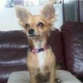 honden foto Wie weet wat ik nu ben?
Ik ben gekocht voor een half langharige chihuahua... maar ik heb zo mn twijfels...???
Wie kan me helpen/