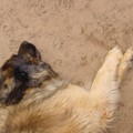 honden foto 