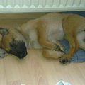 honden foto 19-12-2010

slapen en nog eens slapen 
ik was moe van het spelen en het knuffelen 