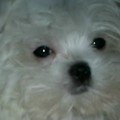 honden foto M,n lief