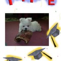 honden foto Jammie jammie