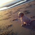 honden foto Keeva Steady Line's ...onze nieuwe aanwinst en wat voor één :)))