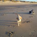 honden foto Keeva curieus....