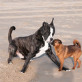 honden foto Spelen