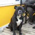 honden foto 