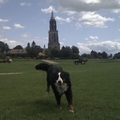 honden foto Nog een Gekke Sophie aangesprongen.