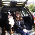 honden foto In de auto wanneer we naar onze familie gingen.
