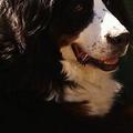 honden foto Ze is zelfs bang voor een veertje. Heel grappig. Echt ongelooflijk wat ze bij haar zelf bij kinderen toelaat. Ik mag zelfs een hapje uit haar voederbak mee eten. Heel kindvriendelijk zijn ze, voor een grote hond. 