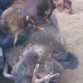 honden foto op jacht in Hongarije