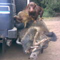 honden foto Hongarije (jacht)