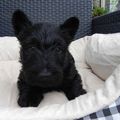 honden foto 