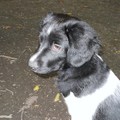 honden foto Boyke is  hier 10 weken oud
