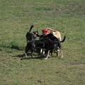 honden foto 