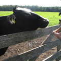 honden foto Haal me wegggggg dit is te dicht bij 