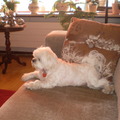 honden foto 26-08-2011

Ik lig op wacht, tot ik is wat lekkers krijg