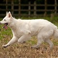 honden foto Fenga lekker rennen