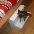 honden foto Mijn eigen trappetje
