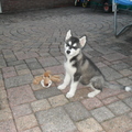 honden foto kleine Sera