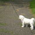 honden foto 10-09-2011

Wat is dat nu wat daar loopt?