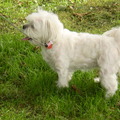 honden foto 10-09-2011

Lekker er op uit met het vrouwtje