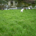 honden foto 10-09-2011

Vrouwtje helppppp, wat zijn dat voor beestjes, die ken ik niet