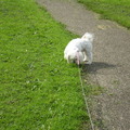 honden foto 10-09-2011

Ik geloof dat ik daar wat ruik