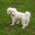 honden foto 11-09-2011

CHICKA I LOVE YOU