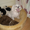 honden foto Even wakker worden, na m,n slaapje