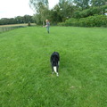 honden foto 