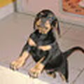 honden foto 