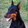 honden foto 