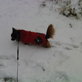 honden foto In de sneeuw