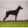 honden foto 