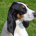 honden foto Dit is Abe, hij is van ons eerst gefokte nest Berner Laufhunden. Hij is bijna 4 jaar.