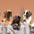 honden foto Een fotoshoot bij de fokster thuis, helemaal geweldig. Fred is de 3e van rechts....