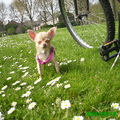 honden foto grrrrommmmm ben ik stoer he :P