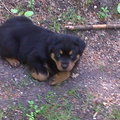 honden foto Dit is Rocky in het bos de eerste keer 