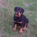 honden foto Rocky op de Hei hier is ie 4 maanden 