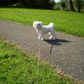 honden foto 24-09-2011

CHICKA