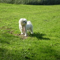 honden foto 24-09-2011

CHIKCA