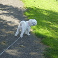 honden foto 24-09-2011

CHICKA
