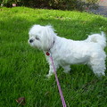 honden foto 25-09-2011

CHICKA