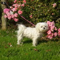 honden foto 25-09-2011

CHICKA BIJ DE ROZEN