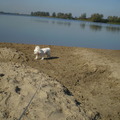 honden foto 28-09-2011

Chicka