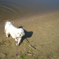 honden foto 28-09-2011

CHICKA IS AAN HET POOTJE BADEN GEWEEST