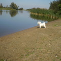 honden foto 28-09-2011

MOOIE CHICKA, M,N LIEF
