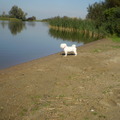 honden foto 28-09-2011

CHICKA OP DE UITKIJK, ZE WIL HET WATER IN, MAAR ZE MAG ER EIGENLIJK HELEMAAL NIET KOMEN, VERBODEN VOOR HONDEN