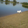 honden foto 28-09-2011

CHICKA LANGS DE WATERKANT