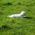 honden foto 28-09-2011

CHICKA IN RUST NA HET SPELEN