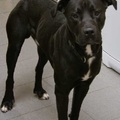 honden foto Lucky is in het verleden mishandeld, maar heeft zijn vertrouwen in mensen gelukkig niet verloren. Een ontzettend lieve en trouwe viervoeter.
